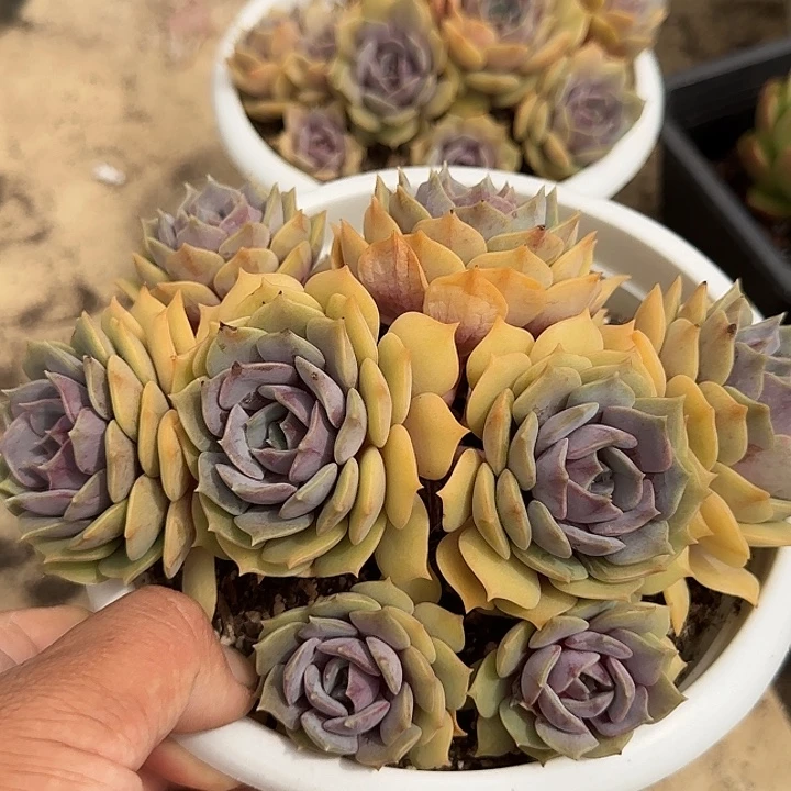 紫蝶惊鸿一物一拍包装收缩花旱