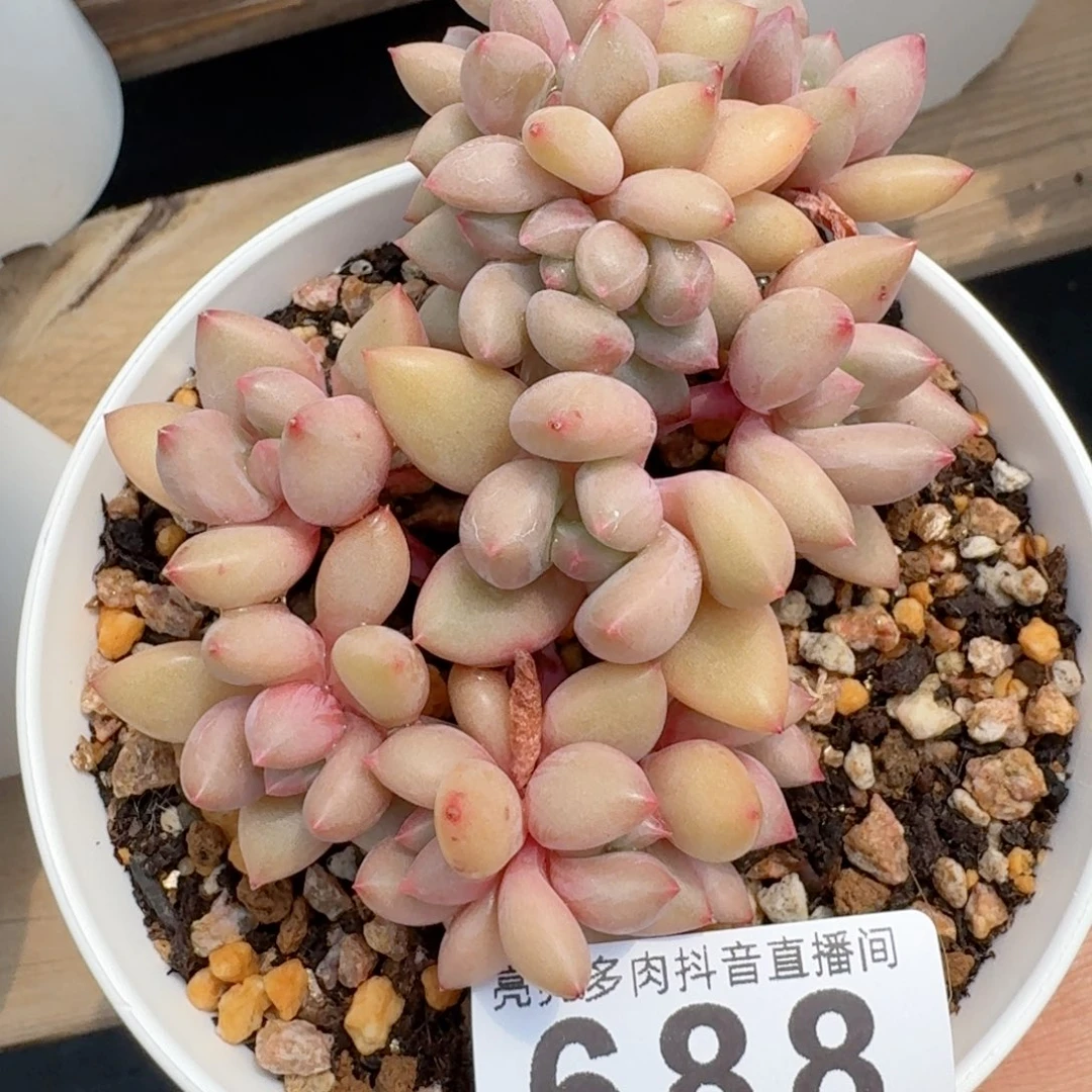 桃花源缀化         多肉植物