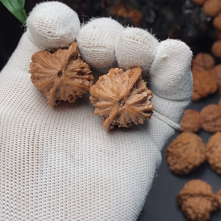 把件文玩核桃.**?秦岭野生秦公主