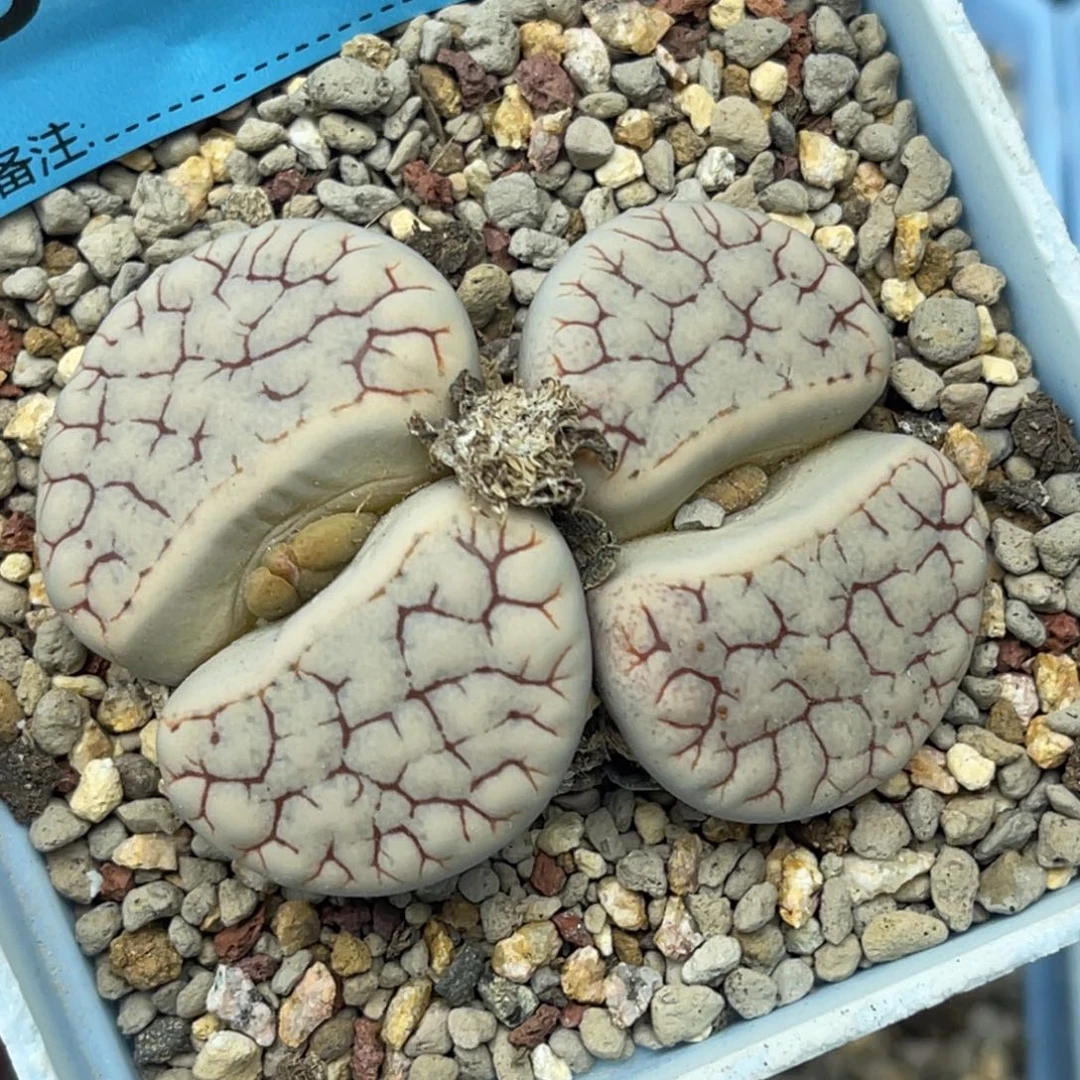 7065双头荒一颗。