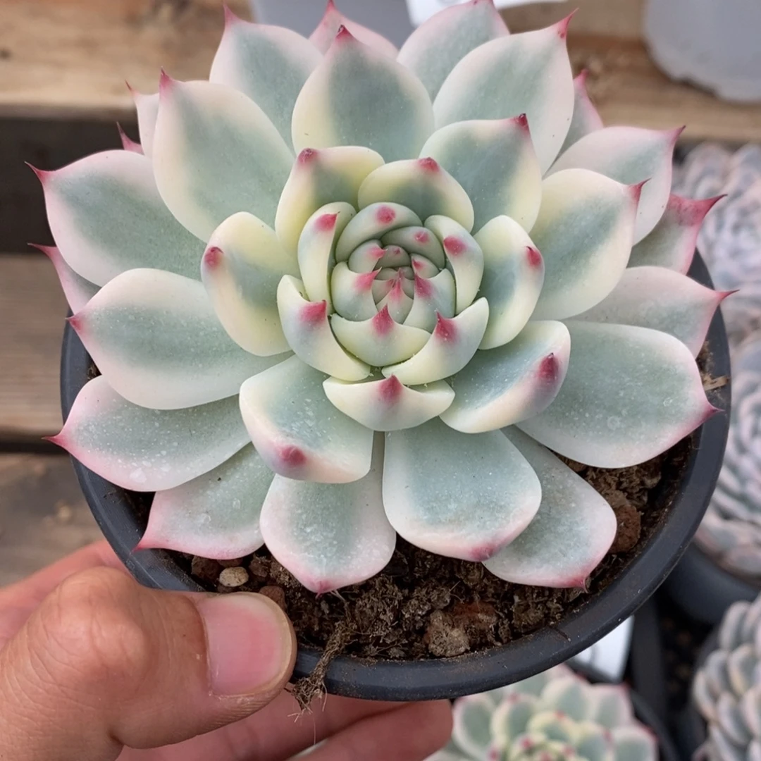 吉娃娃锦多肉植物6994