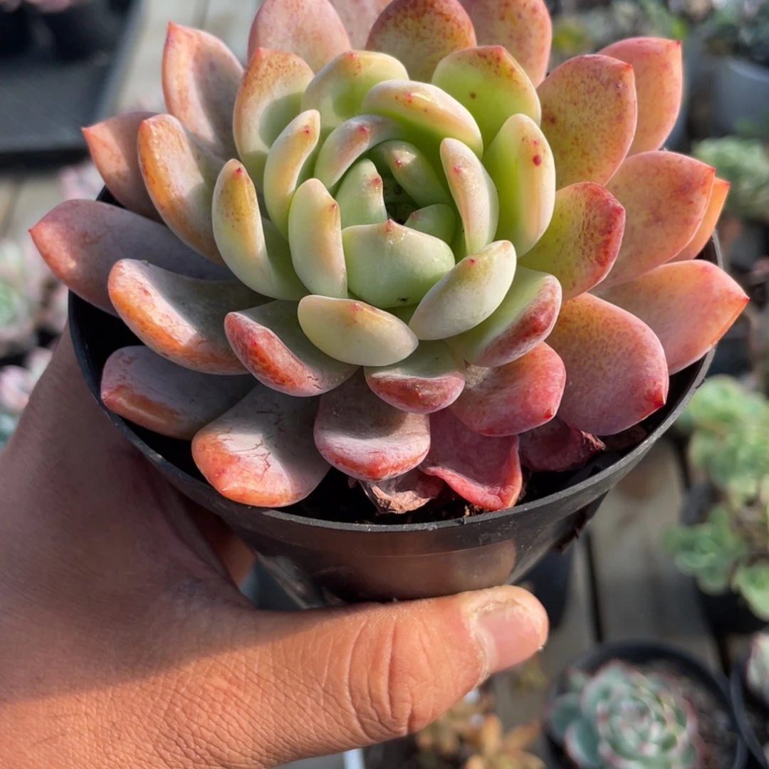 0505  全明星  六月六