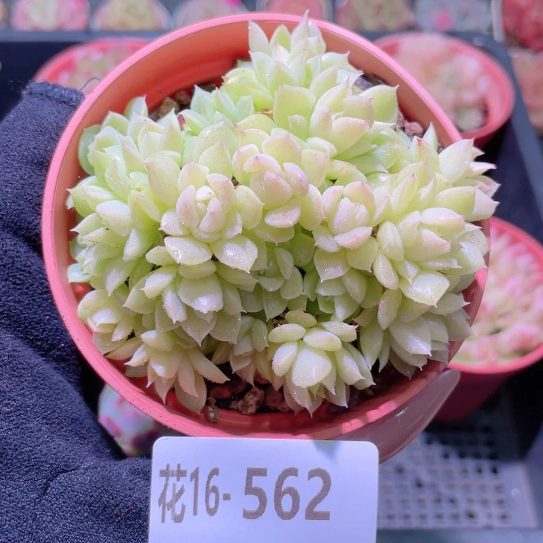 花利美16-562麦秆