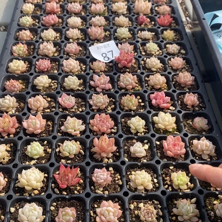 87 多肉植物盆栽花卉