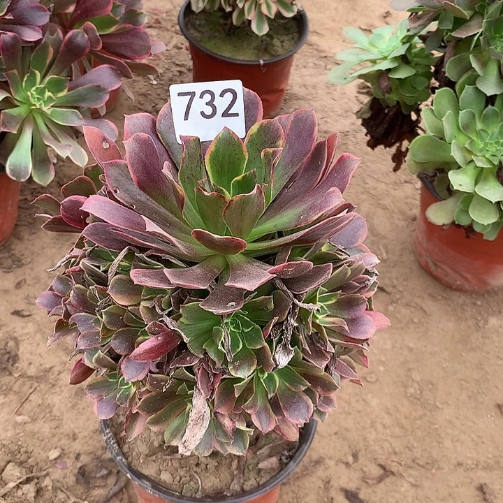 无花朵732金丝缺中