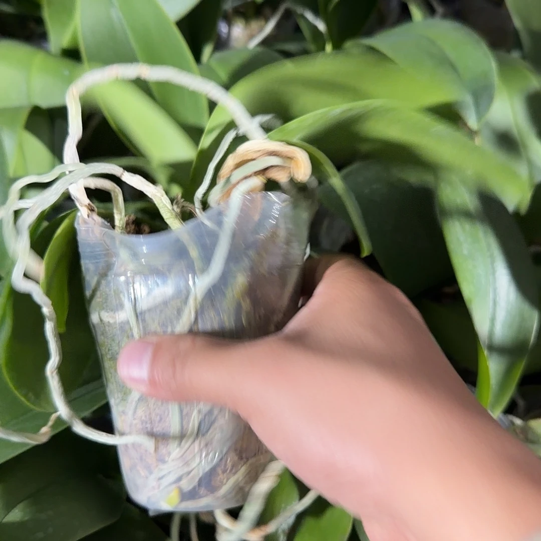 无花朵蜡笔小新处理