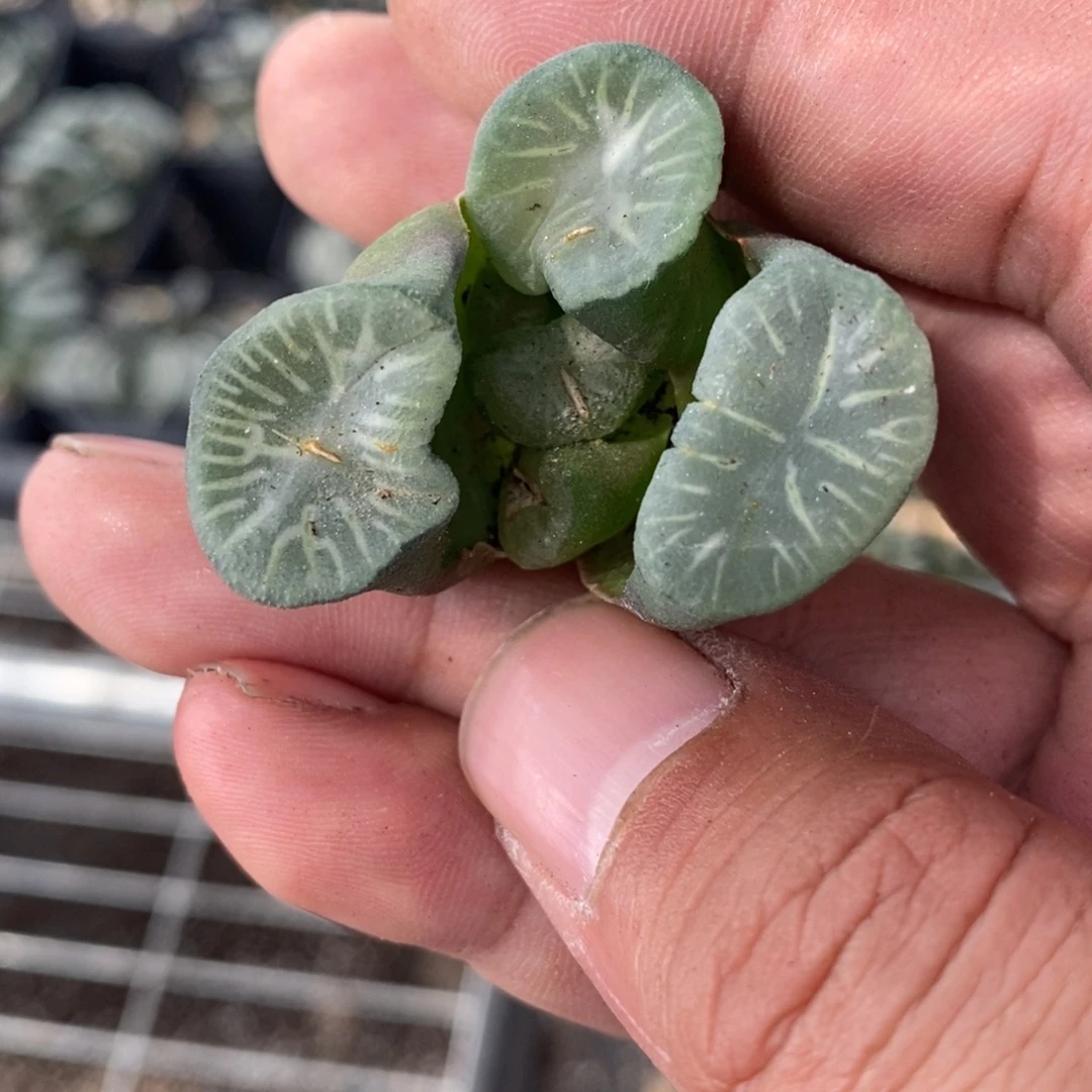 鱼***150 一颗福利 有伤。