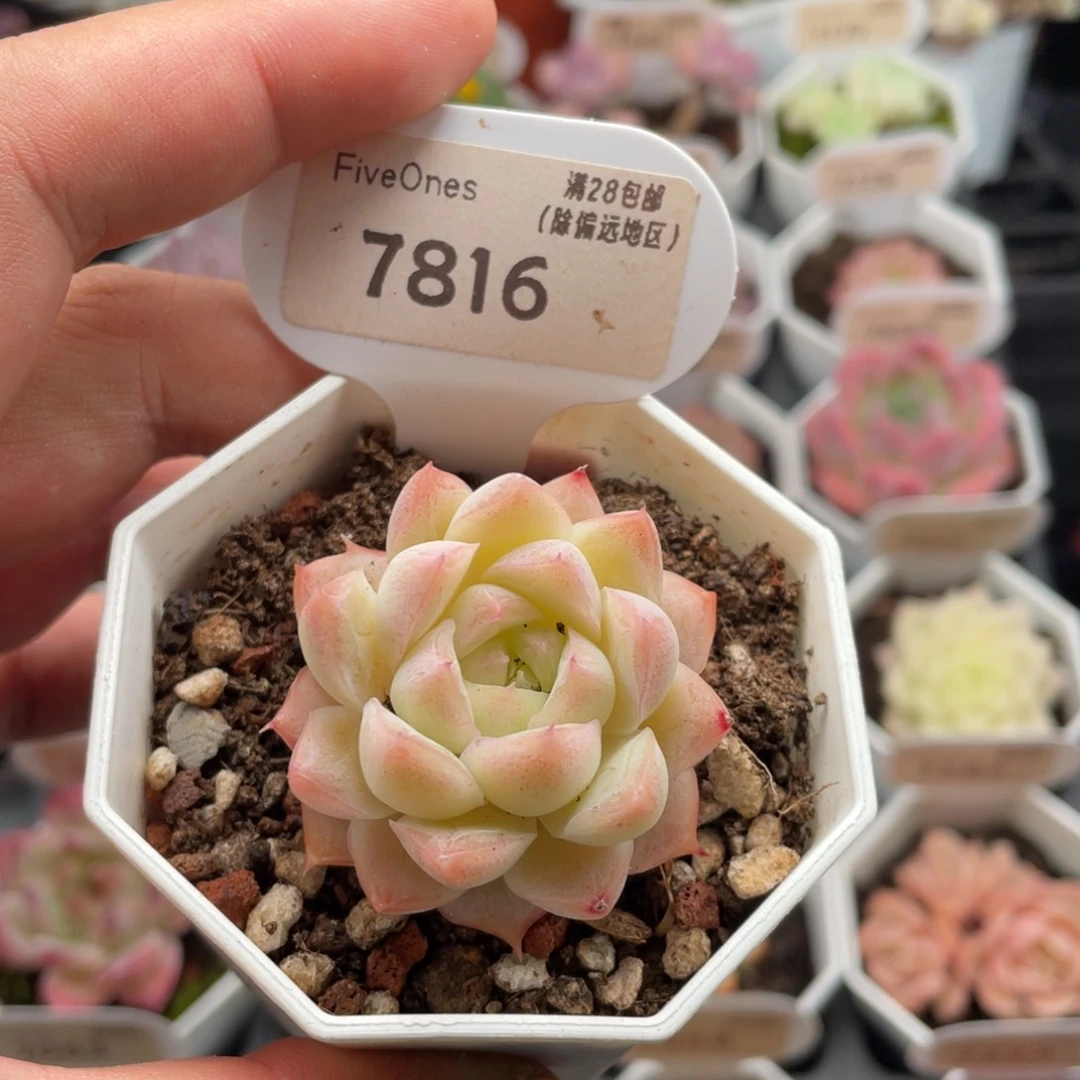 桃熏女王7816-4厘米