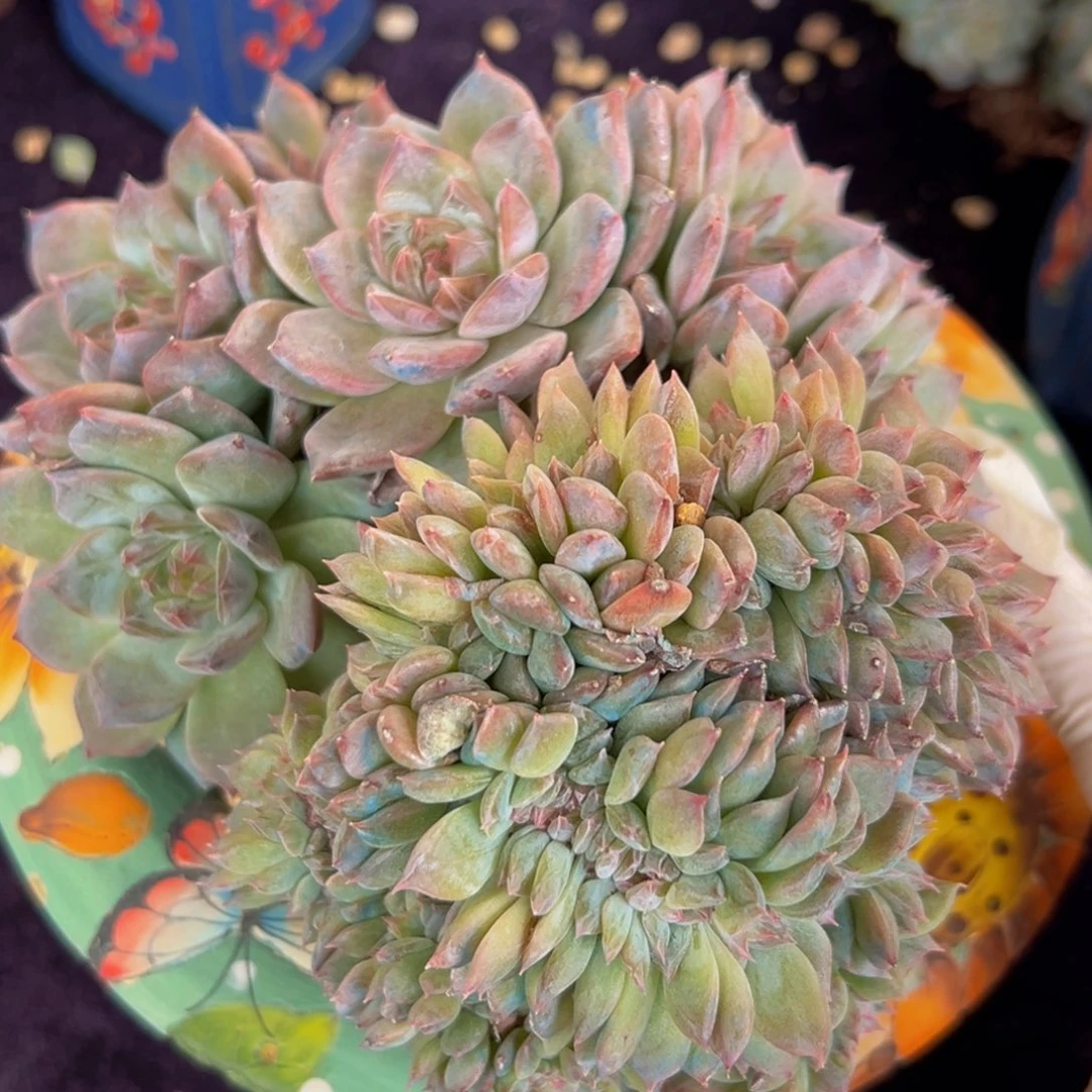 新年快乐 新年快乐