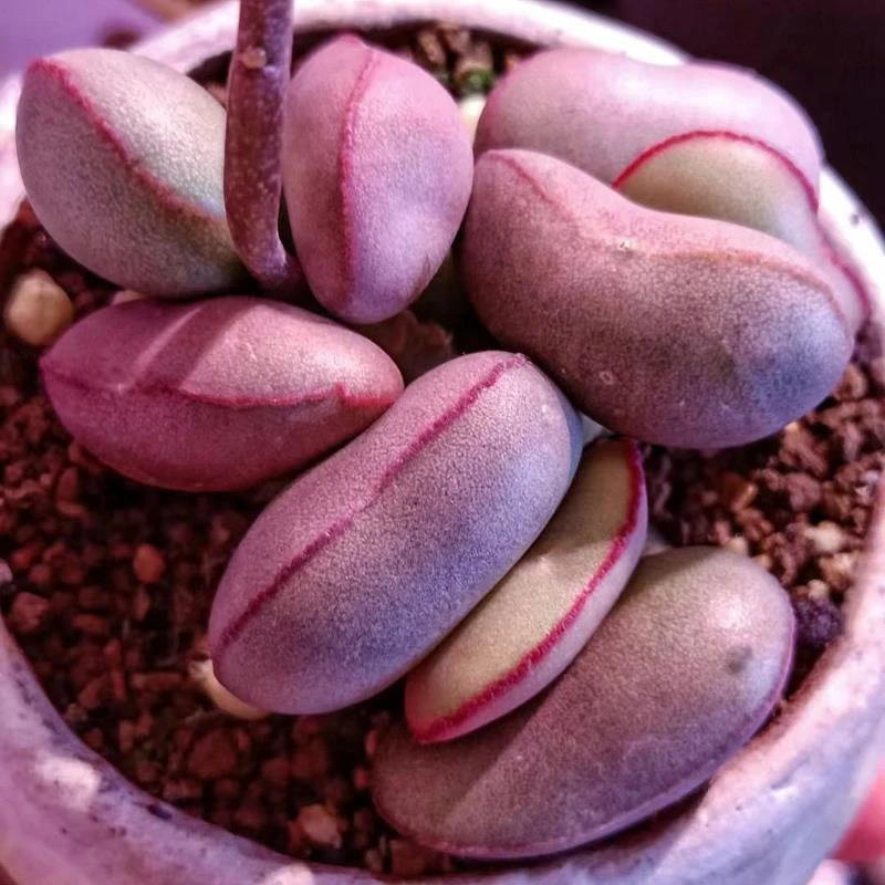 精品红蛋水泡多肉植物带盆土