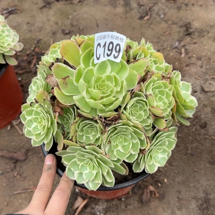 水蜜桃……多肉植物……