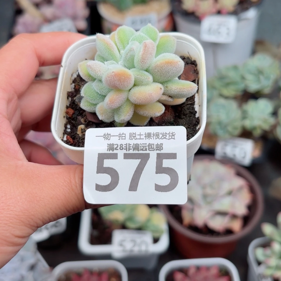 雪晃星缀化无盆土发货