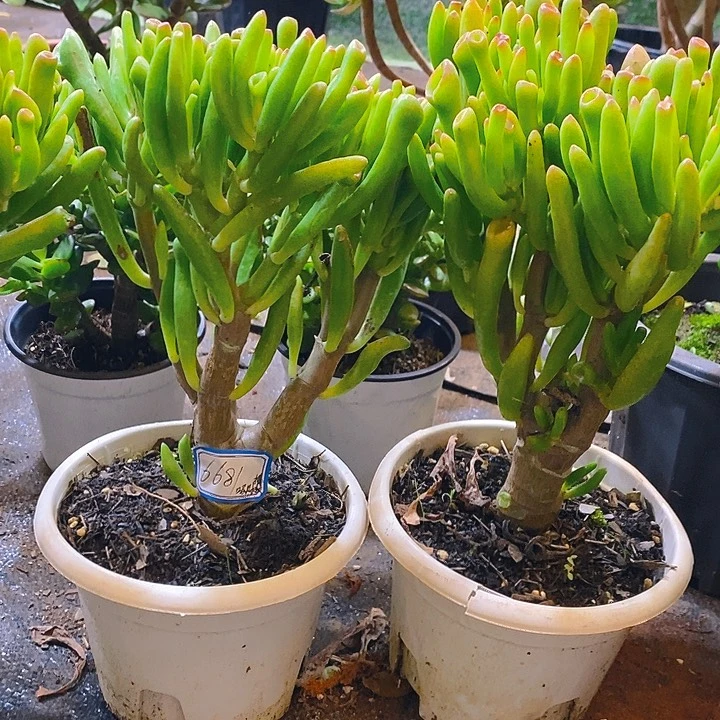 吸财树一物一拍多肉植物