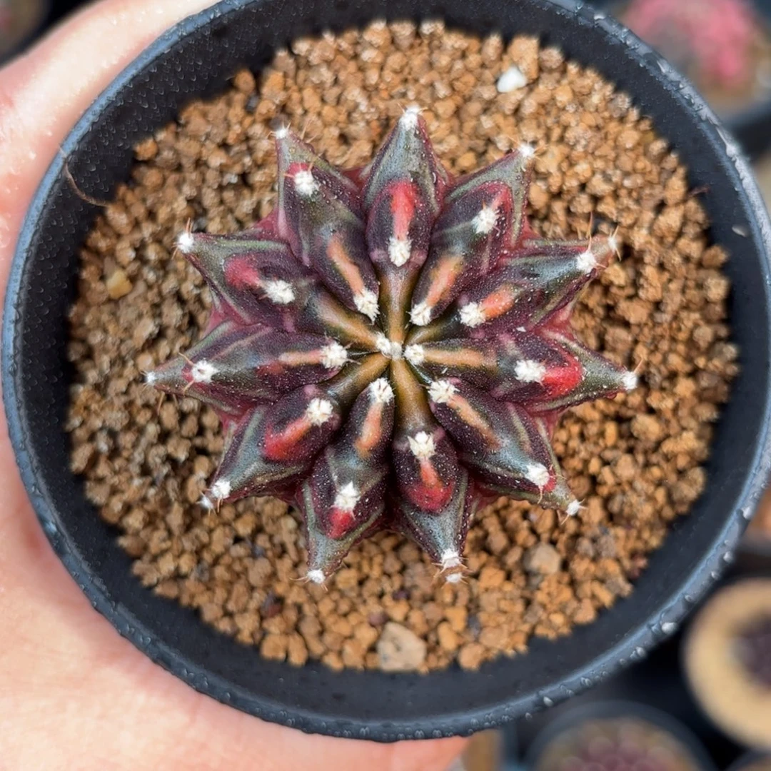 泰系米哈实生仙人球1280