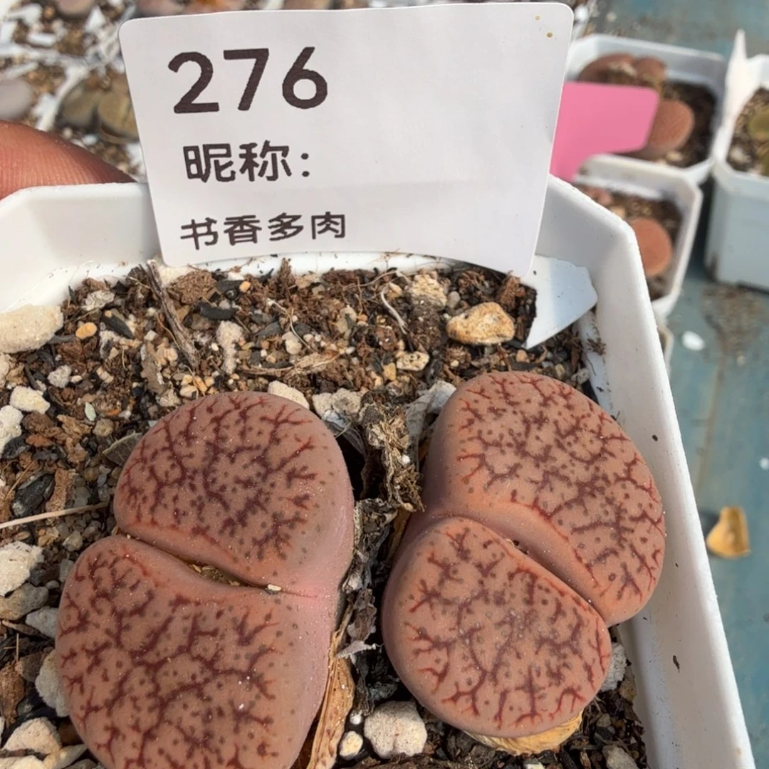 多肉植物多肉植物多肉植物