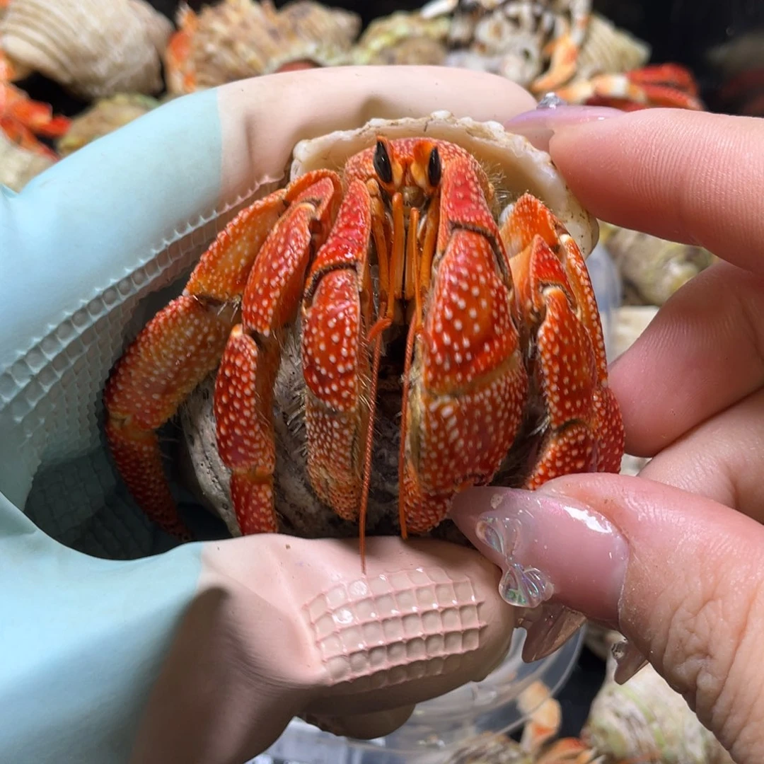 3号，红毛球3.5口寄居蟹