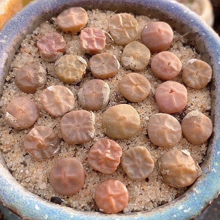 烧麦一组两颗