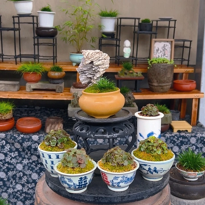 无花朵附石配石菖蒲盆景包邮