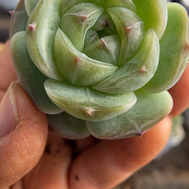 一物一拍一物一拍1111-233