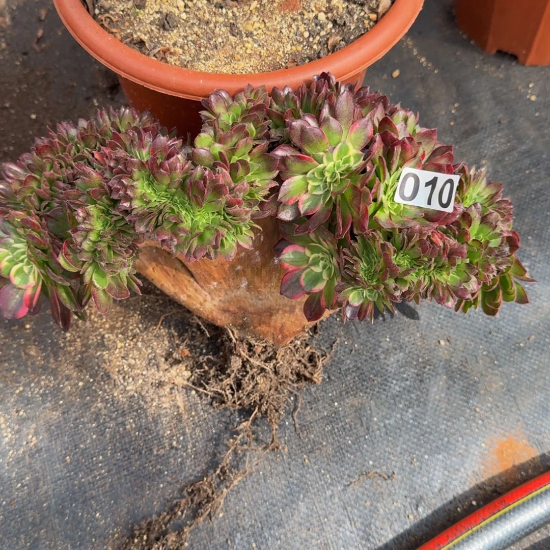 青***華010多肉植物海王缀