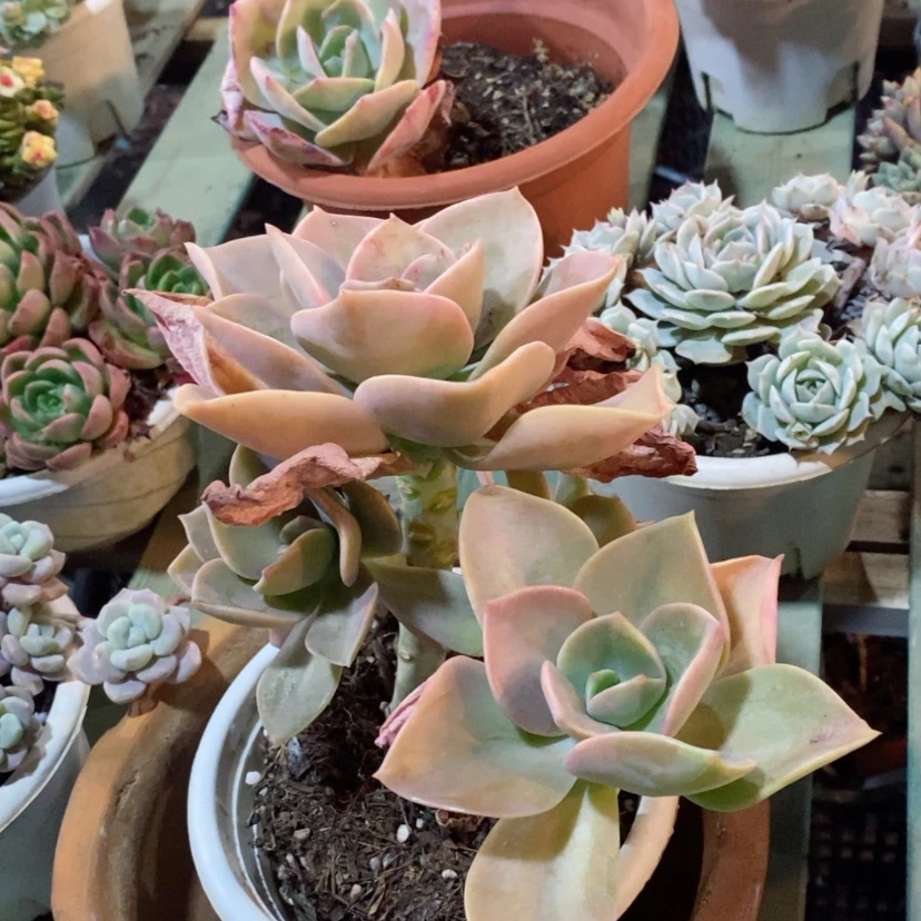 【闪购商品】赫氏05261