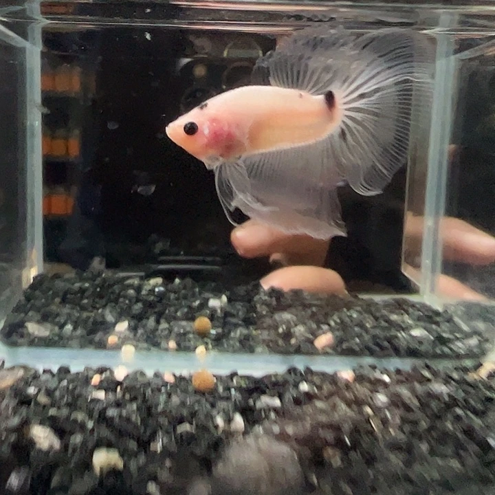 斗鱼跑单拉黑13日11