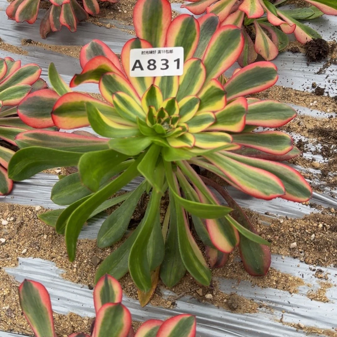 831初恋。多肉植物