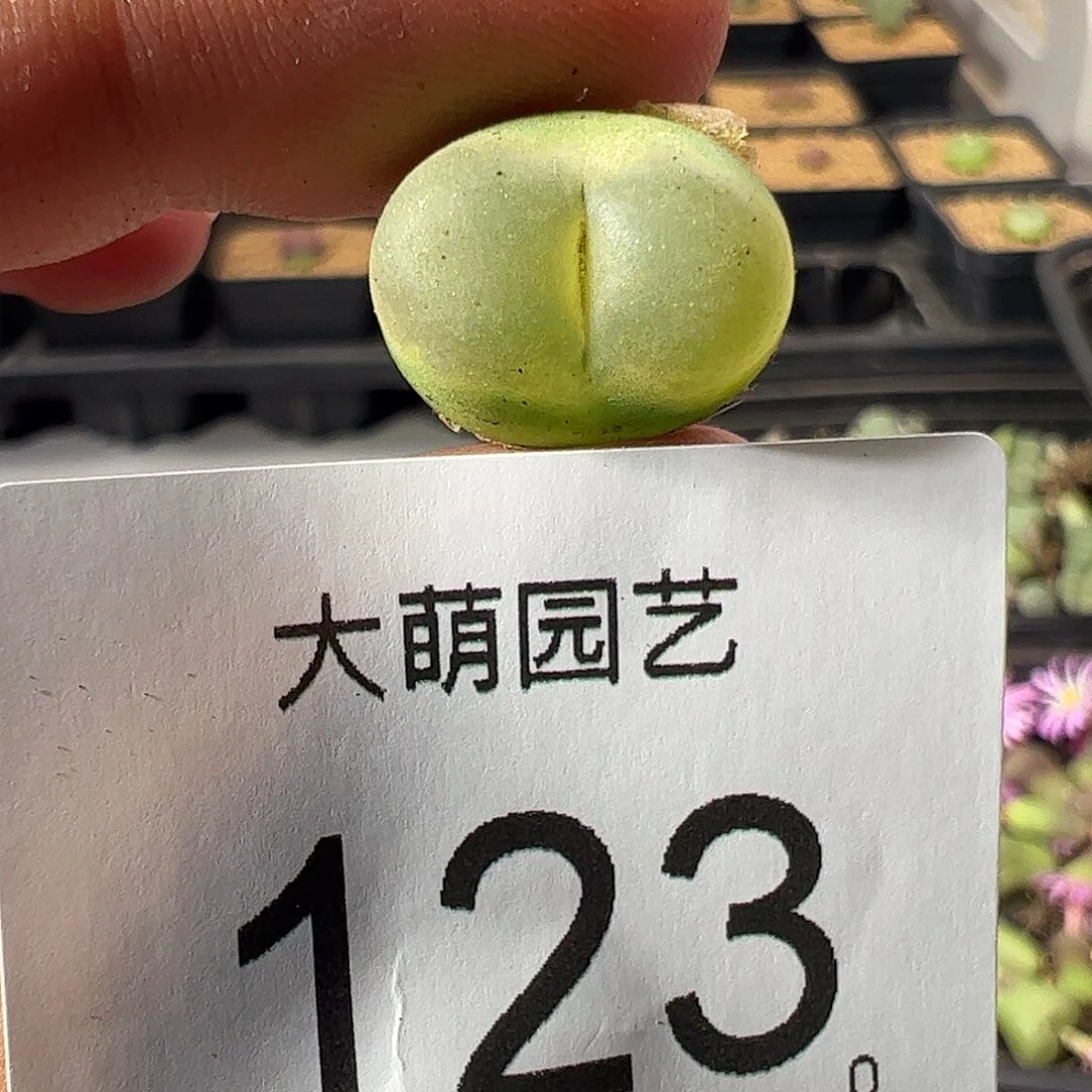 一物一拍冰风铃杂交。 123