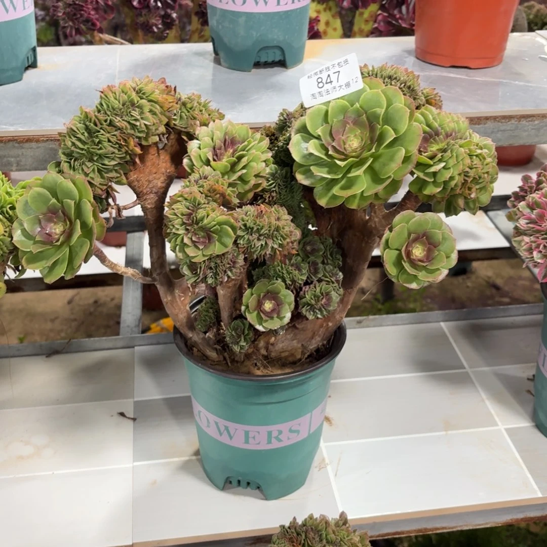 847红心沙拉碗缀化多肉植物