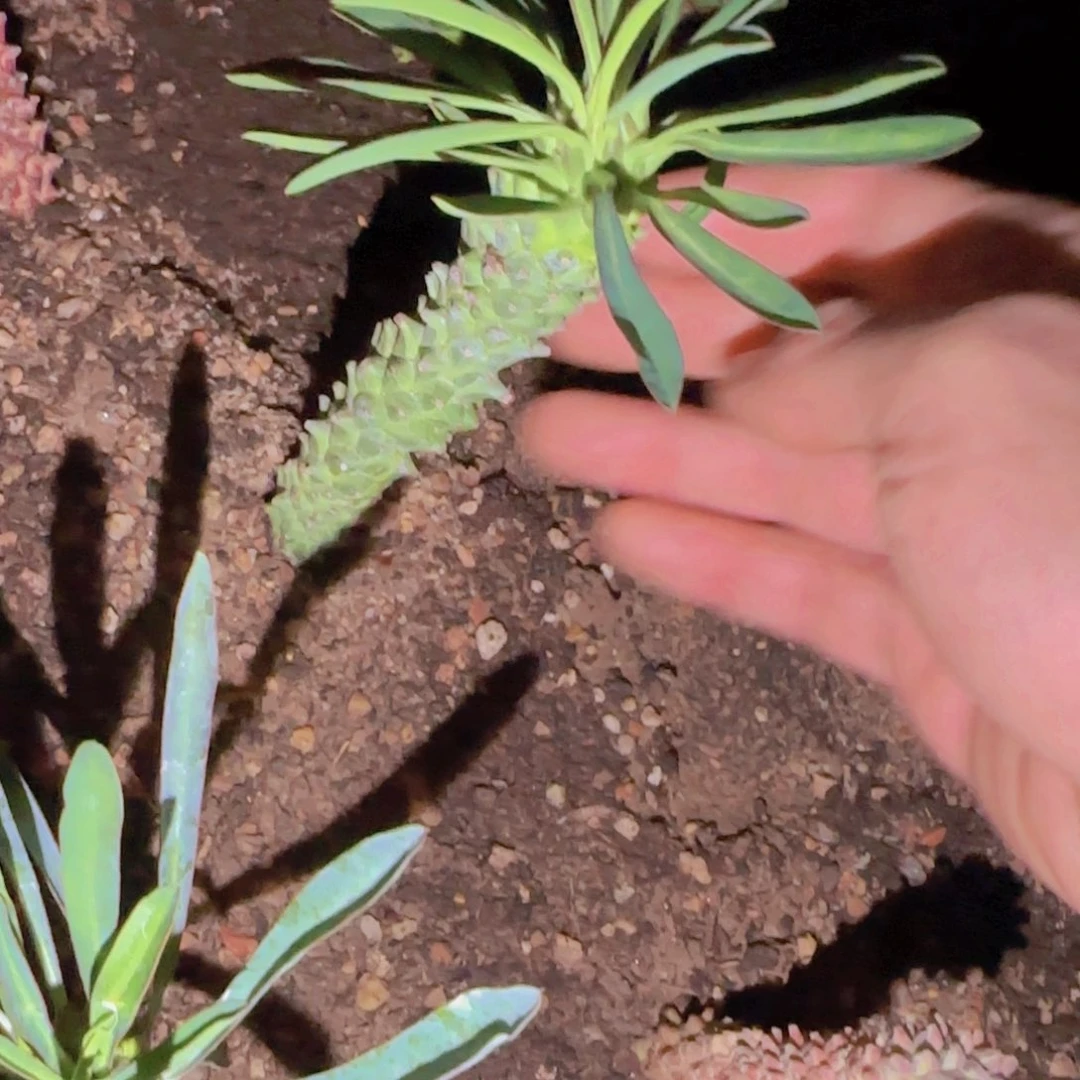 第****鸦块根植物块根植物