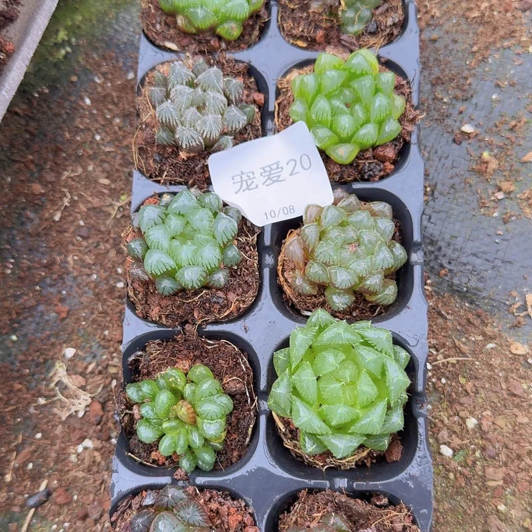 直播福利一物一拍20