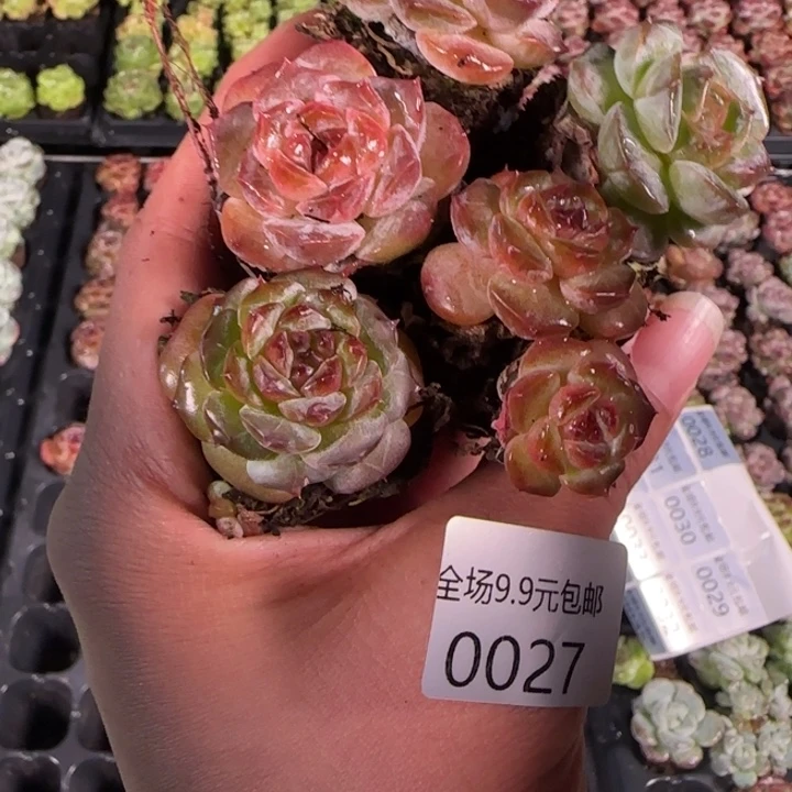 新店开播 全场9.9包邮27