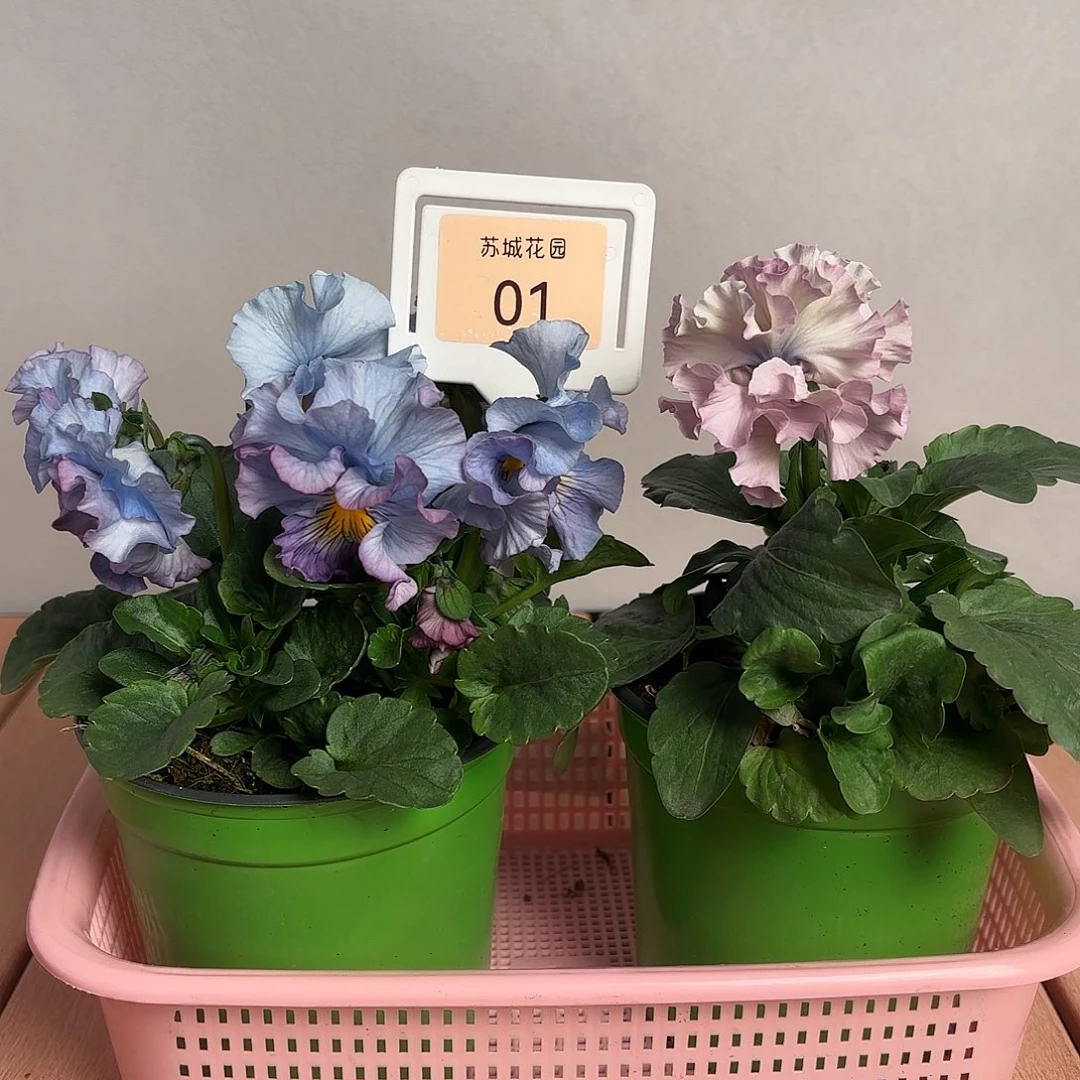 大部分开放少量花苞01