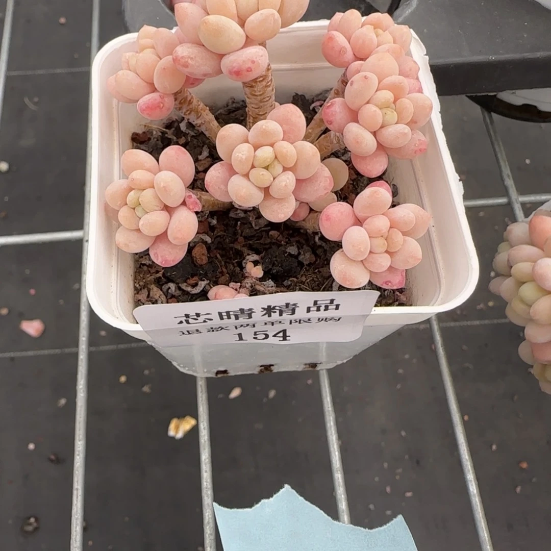 陈**.闪购精品多肉154号