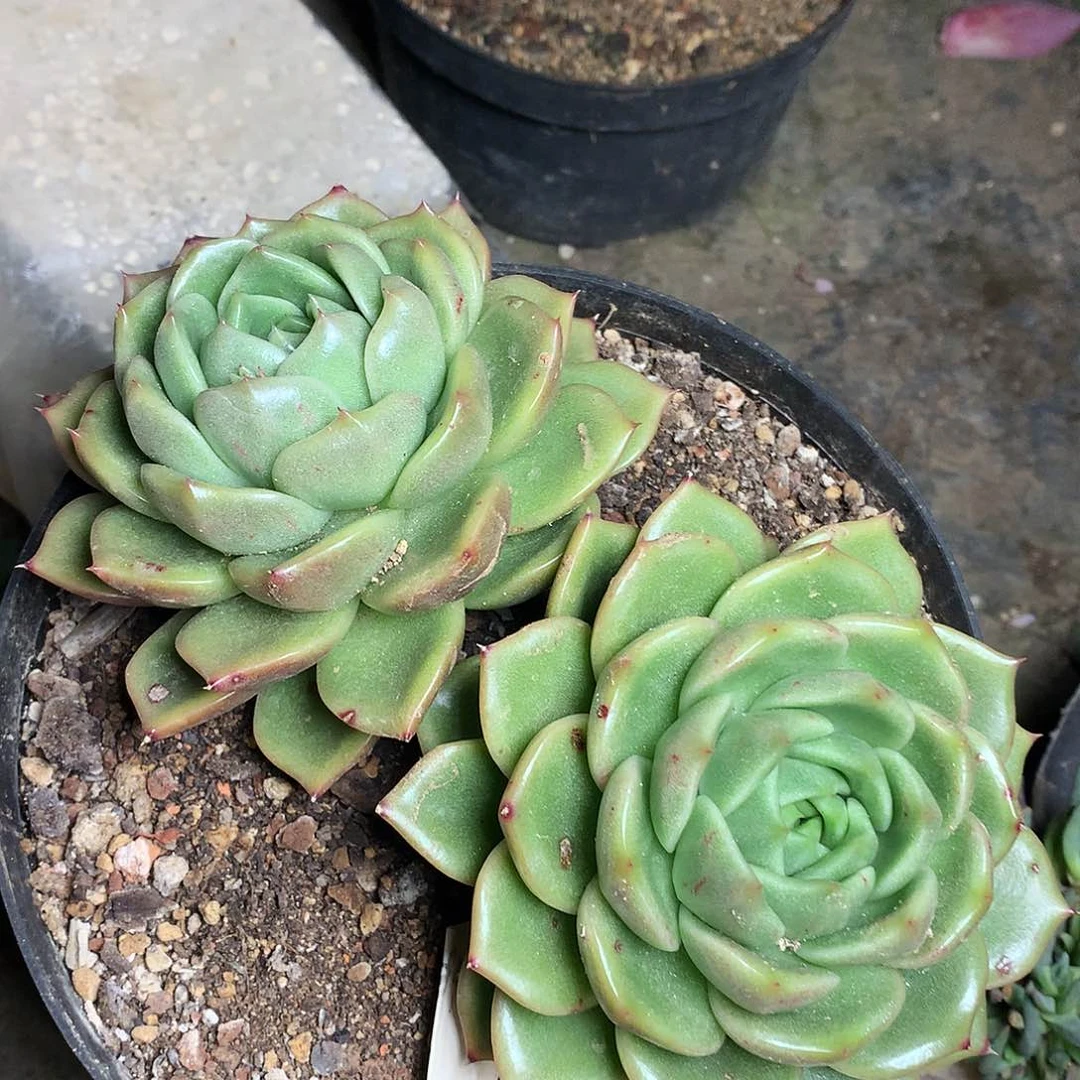 白玫瑰多肉一物一拍