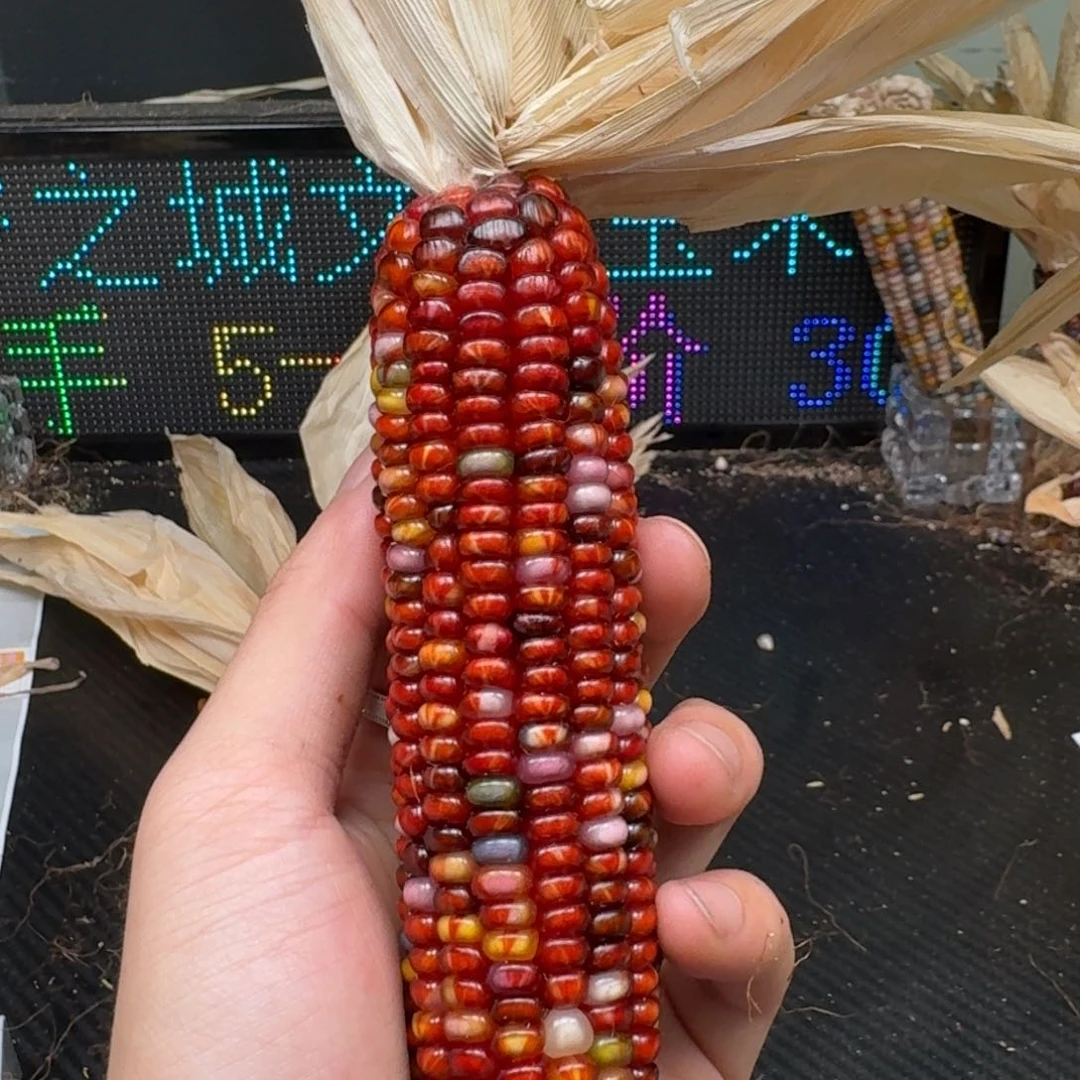柏香籽/百香籽吊坠风****海