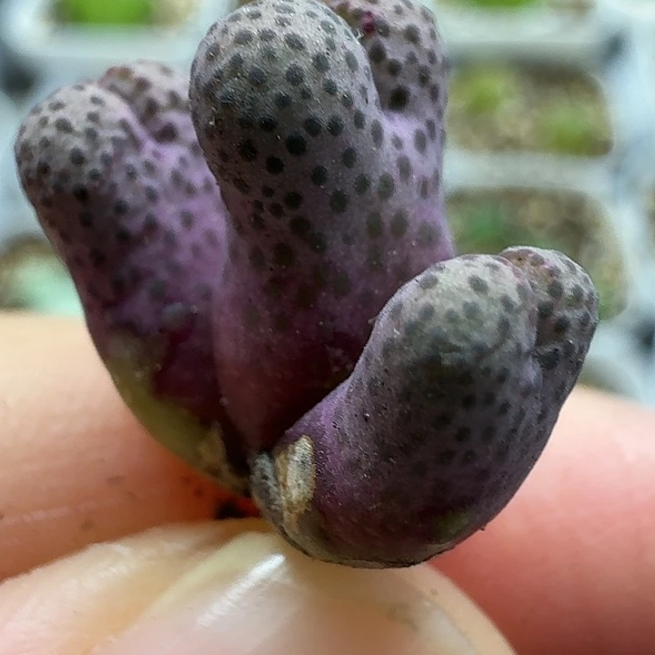 老马生石花斑马2450