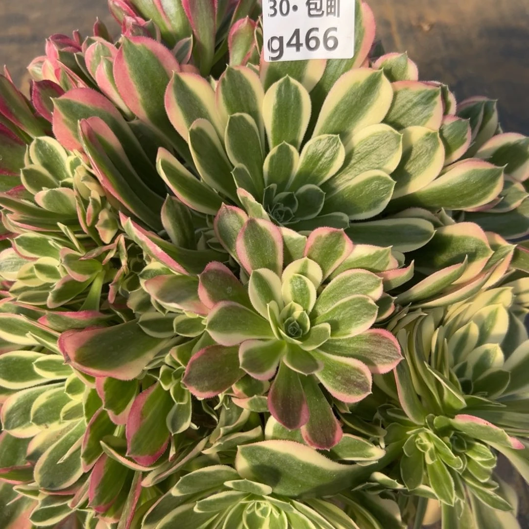 466 多肉法师白凤