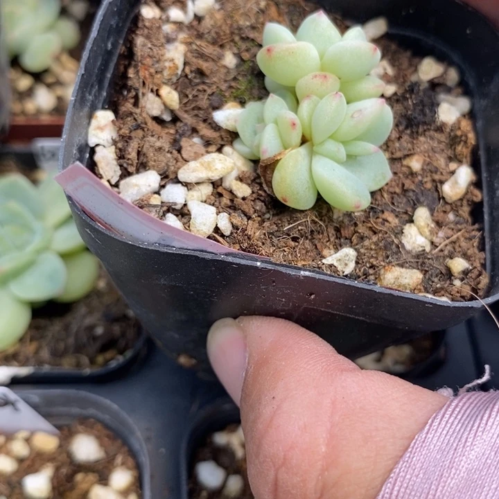 标签11甜心224一个多肉