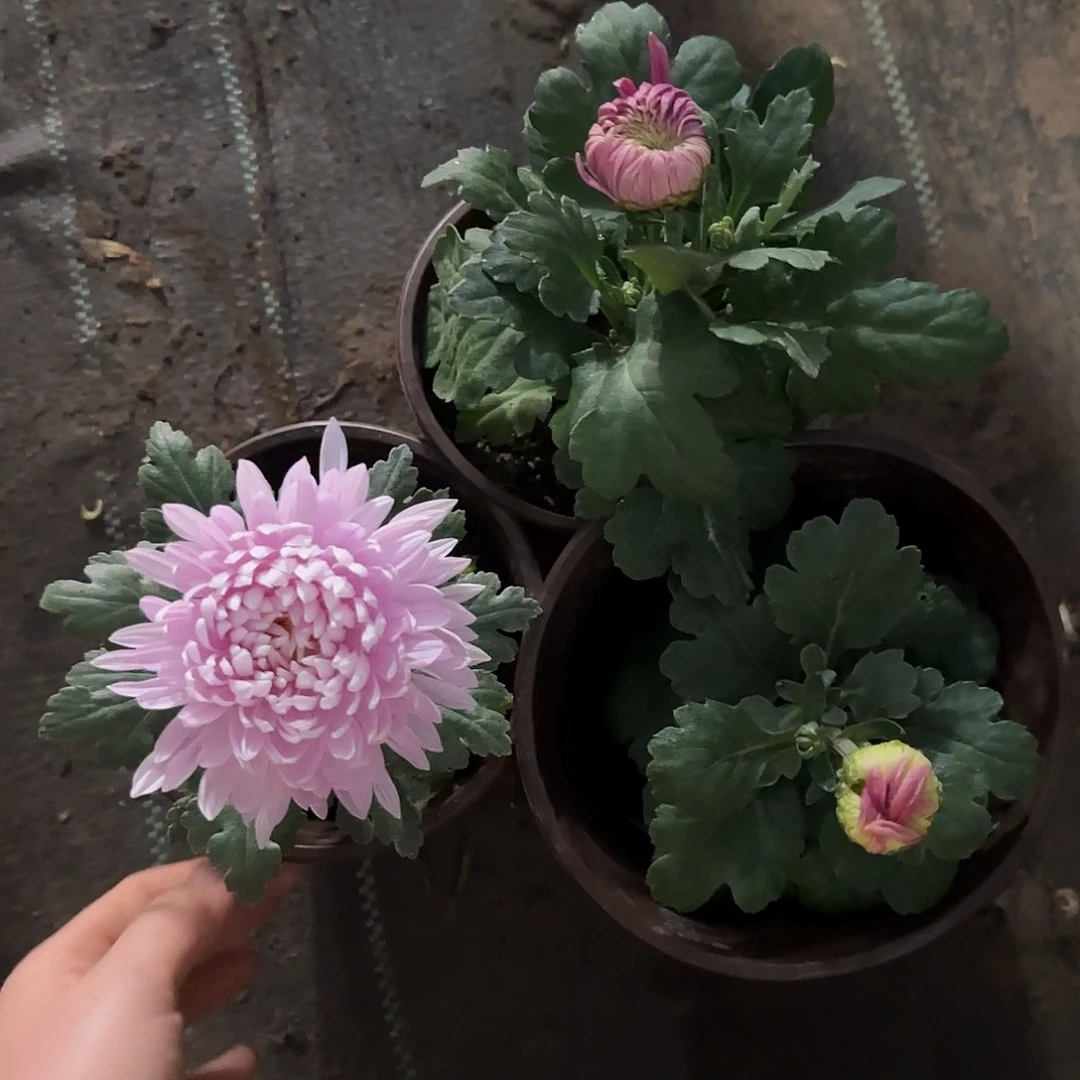 九****全部花朵S11111111