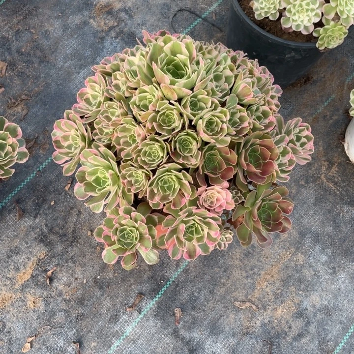 19号老桩妖月大手捧