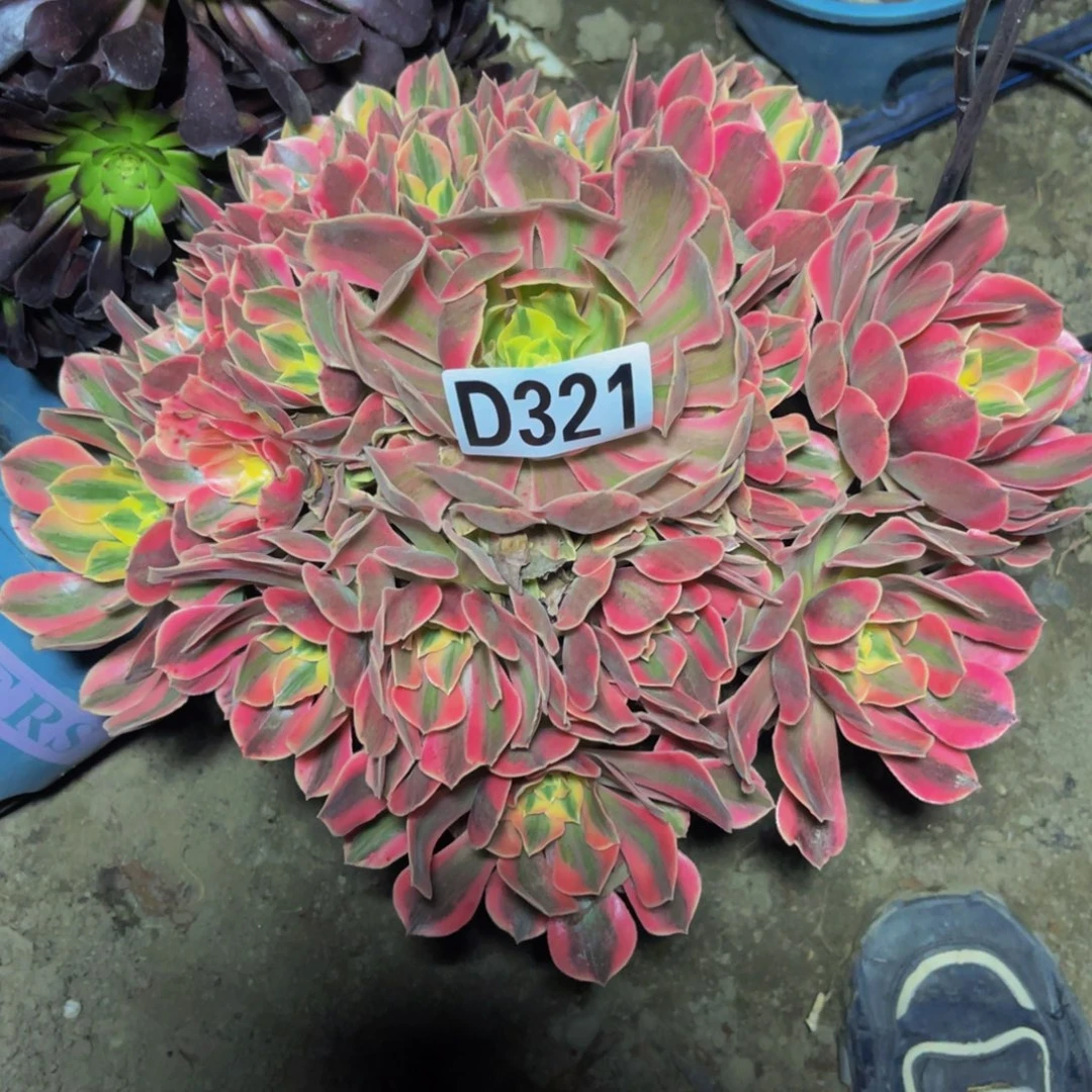 女妖法师14///////46