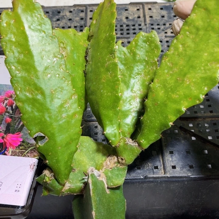 当前无花栽培后可以开花169