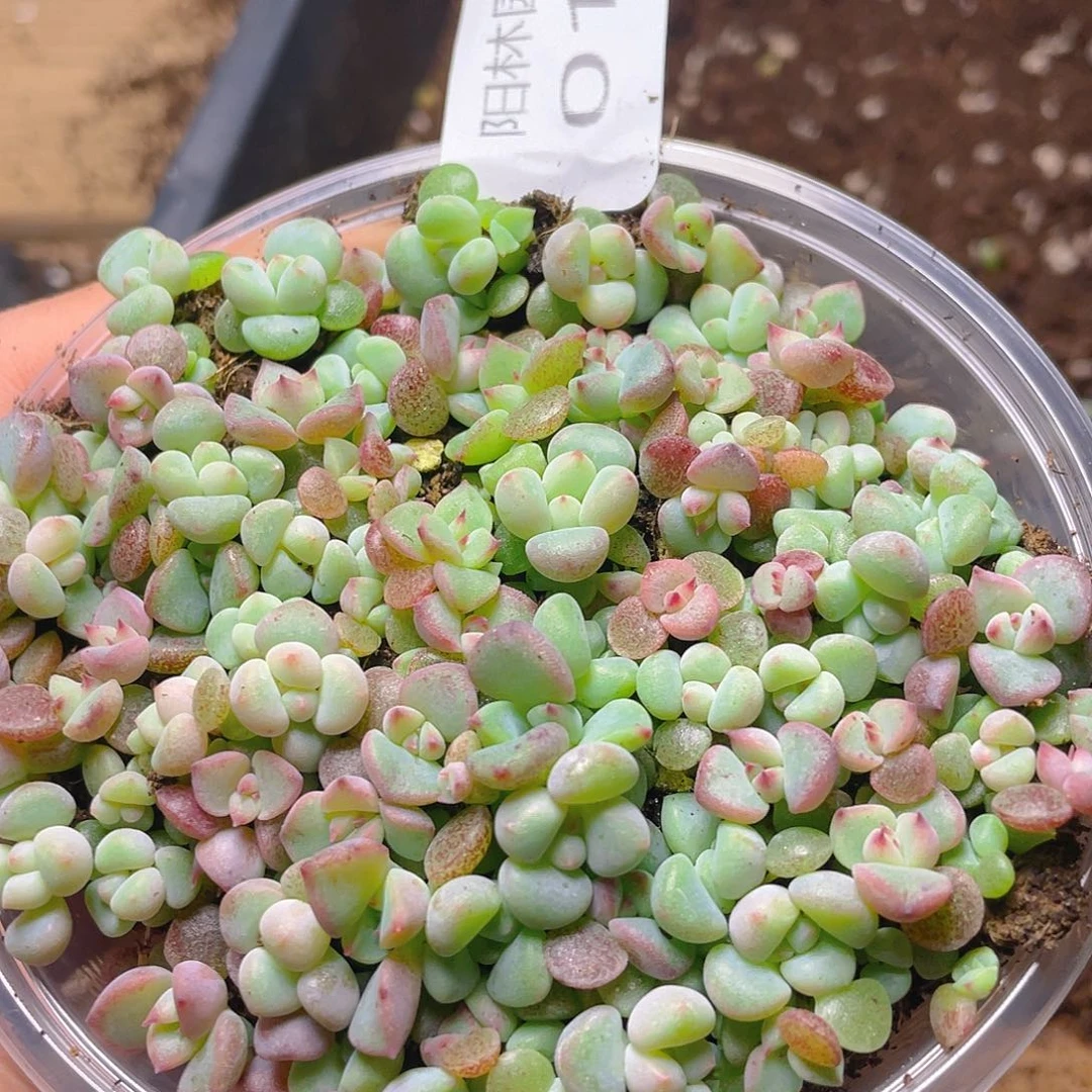 多肉植物多肉植物19