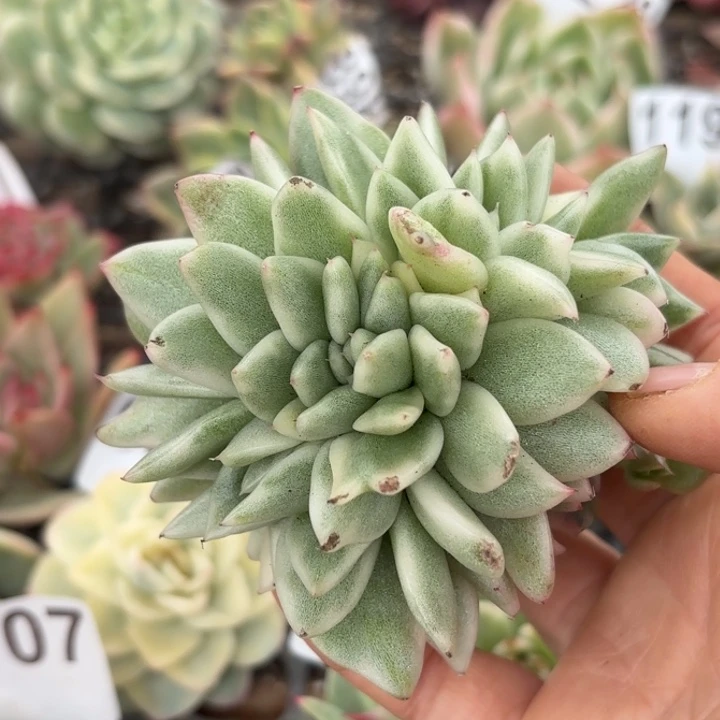 满18包邮当场凑单不满包邮次日发顺丰到付