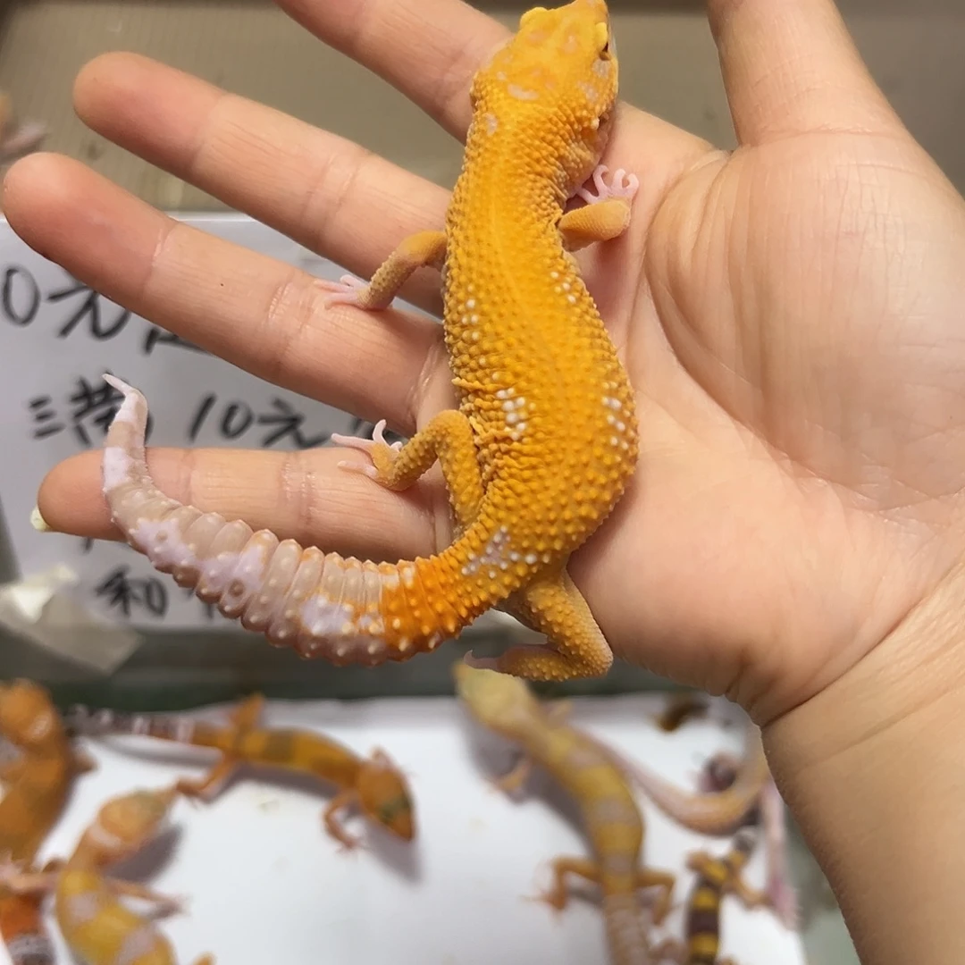 豹纹守宫豹纹守宫