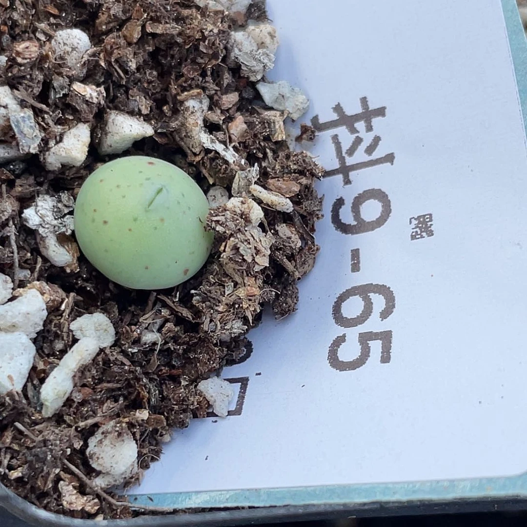 9-65大g苗多肉植物