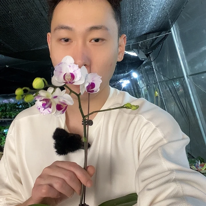 无花朵雪域变异蝴蝶兰