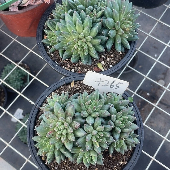 那***旅两单包邮，一物一拍，607,265