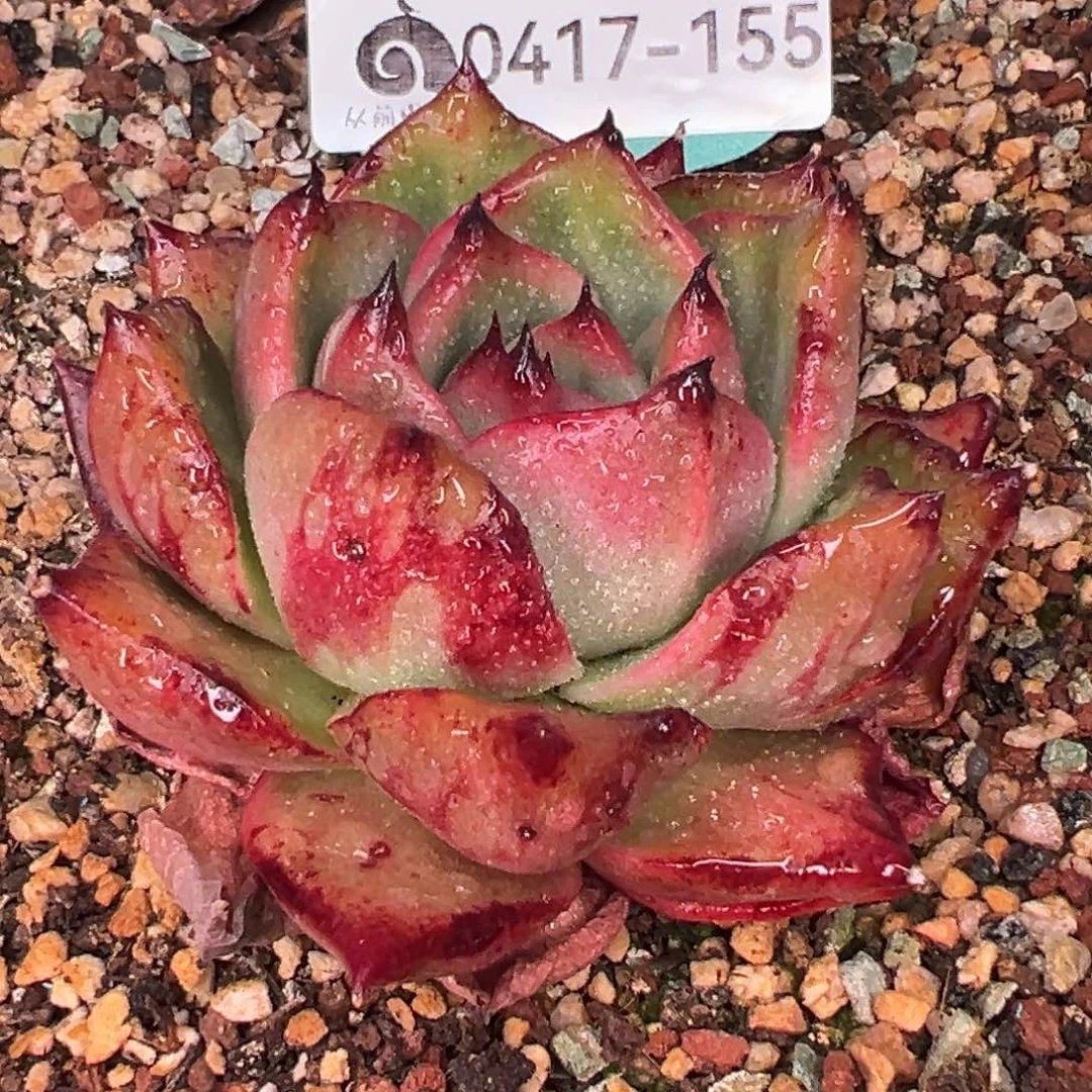 从前慢多肉精选编号0417.155